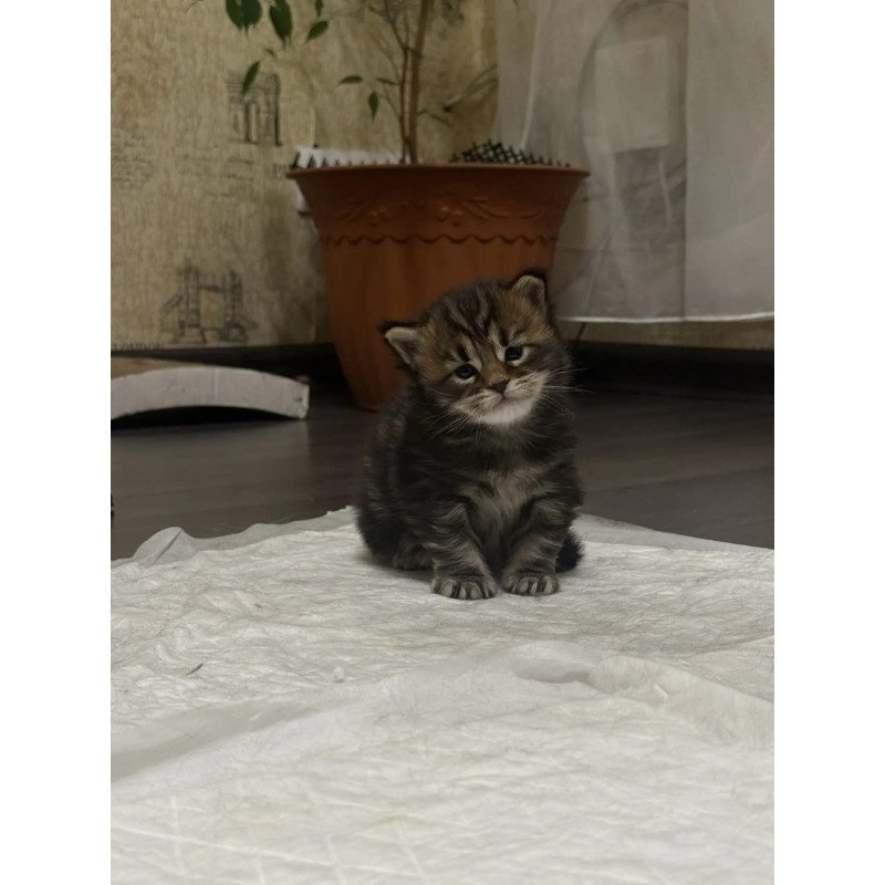 Maine Coon EZ Apollon