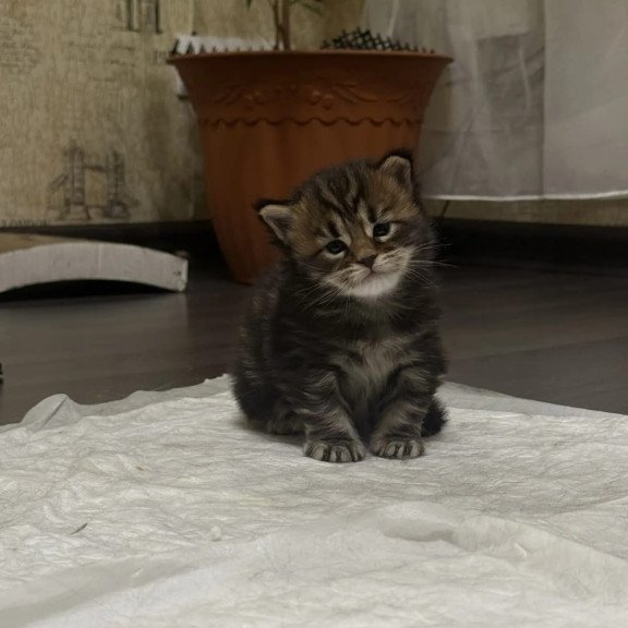 Maine Coon EZ Apollon