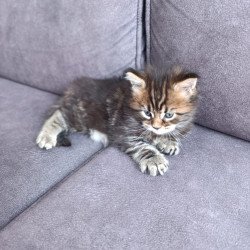 Maine Coon EZ Apollon