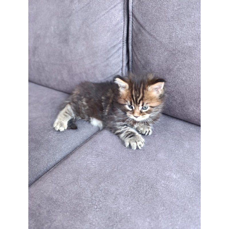 Maine Coon EZ Apollon