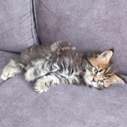 Maine Coon EZ Apollon