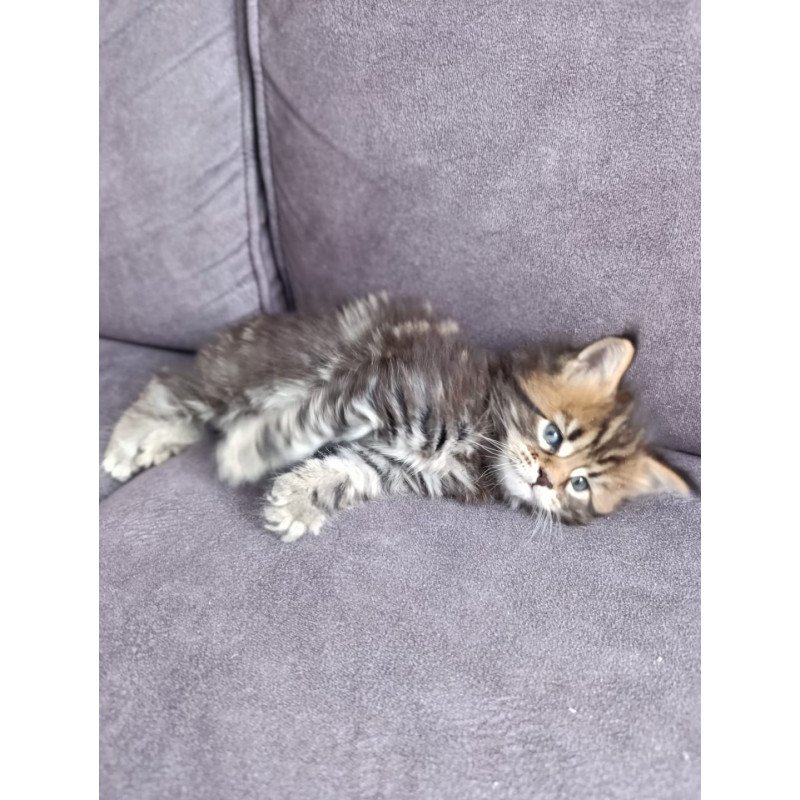 Maine Coon EZ Apollon