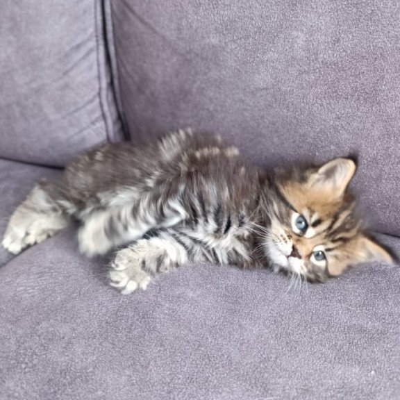 Maine Coon EZ Apollon