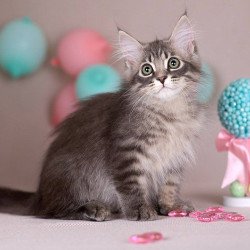Siberian EZ Fellix