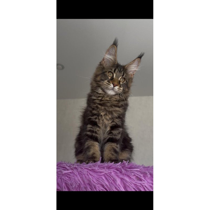 Maine Coon NOV Victor