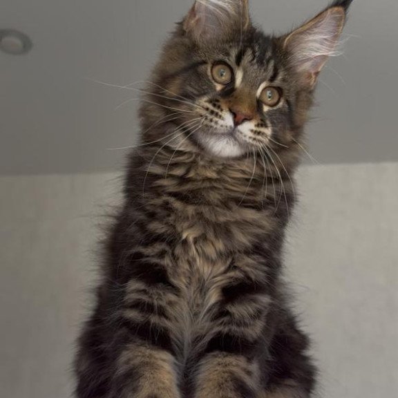 Maine Coon NOV Victor