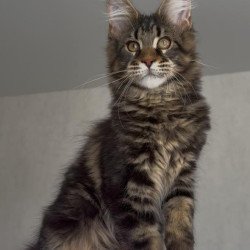 Maine Coon NOV Victor