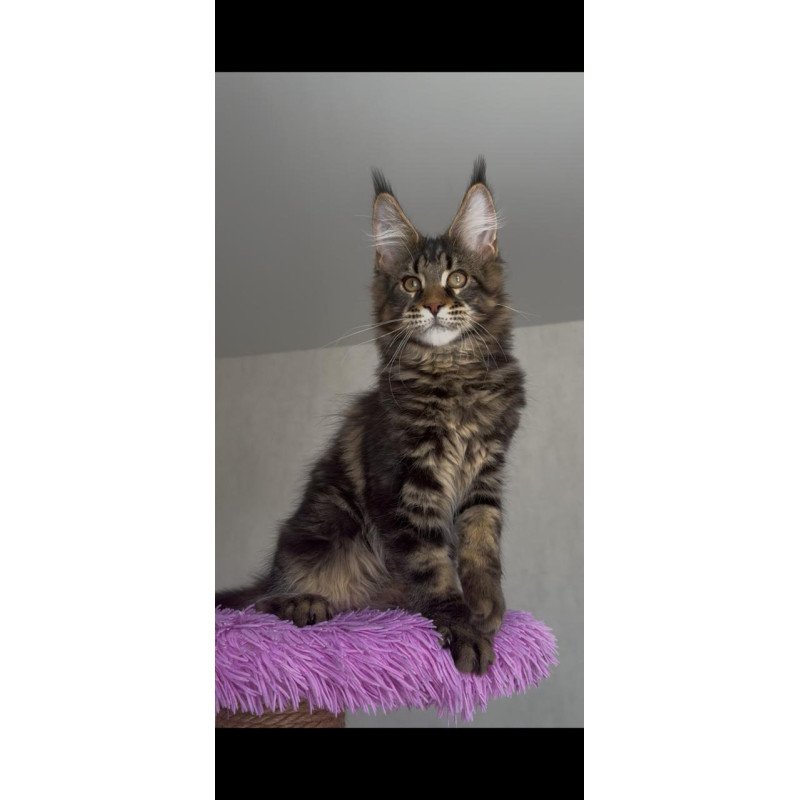 Maine Coon NOV Victor