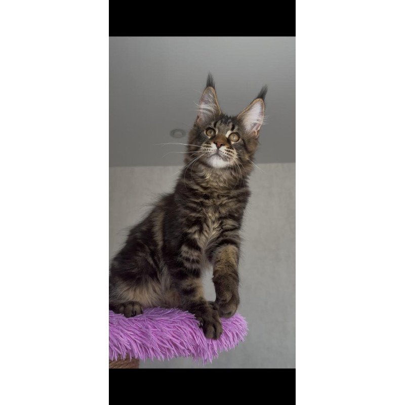 Maine Coon NOV Victor