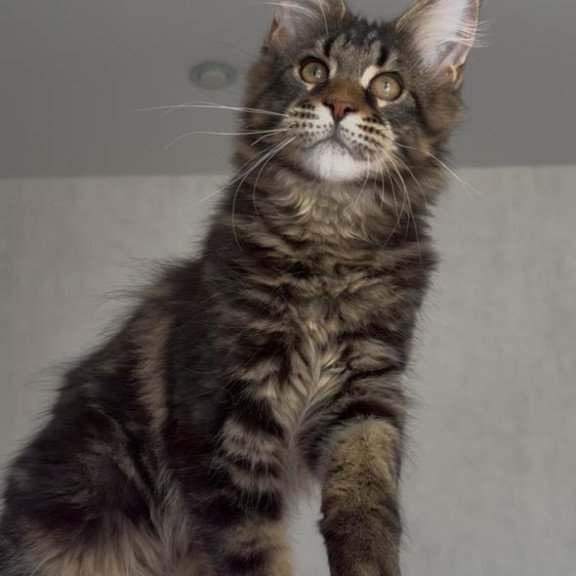 Maine Coon NOV Victor