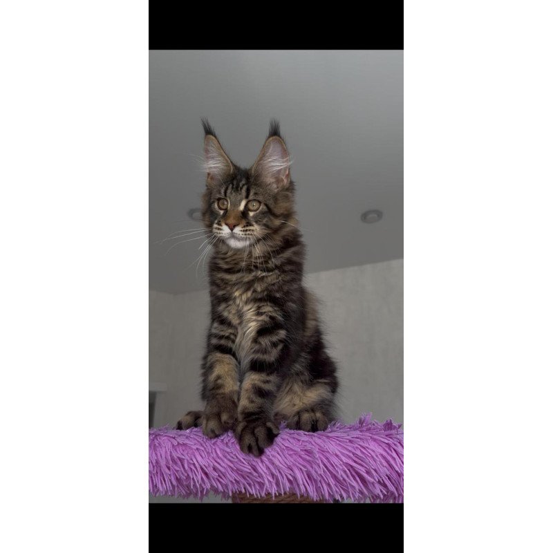 Maine Coon NOV Victor
