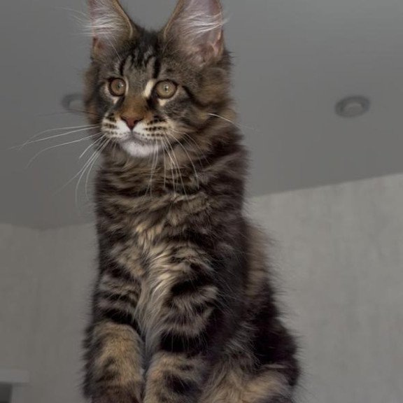 Maine Coon NOV Victor