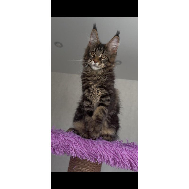 Maine Coon NOV Victor