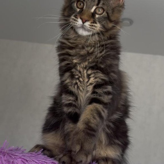 Maine Coon NOV Victor