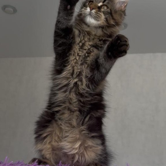 Maine Coon NOV Victor