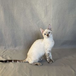 Bengal NOV Jelly