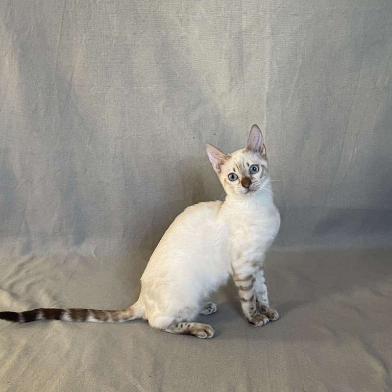 Bengal NOV Jelly
