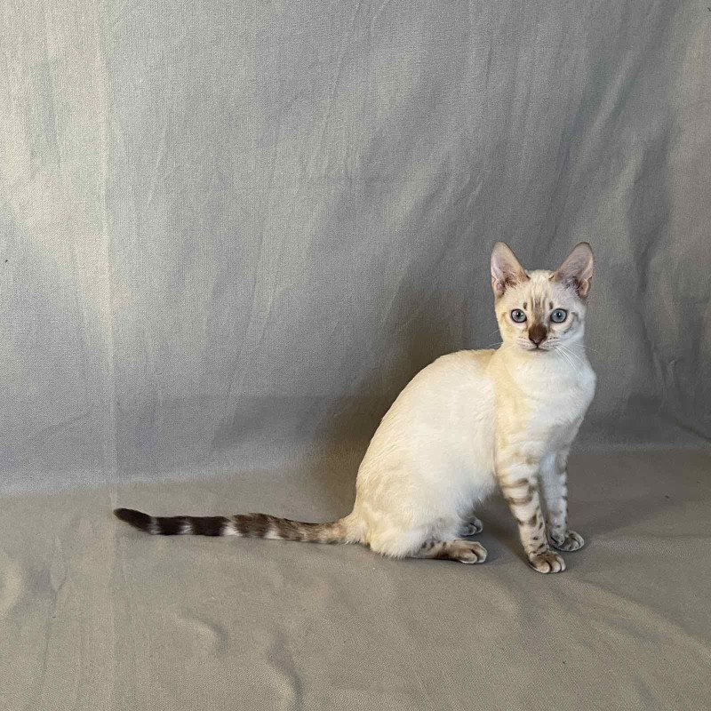 Bengal NOV Jelly