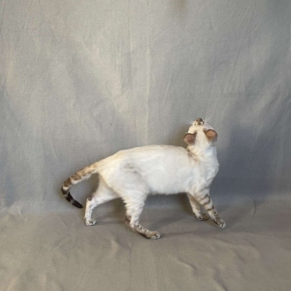 Bengal NOV Jelly