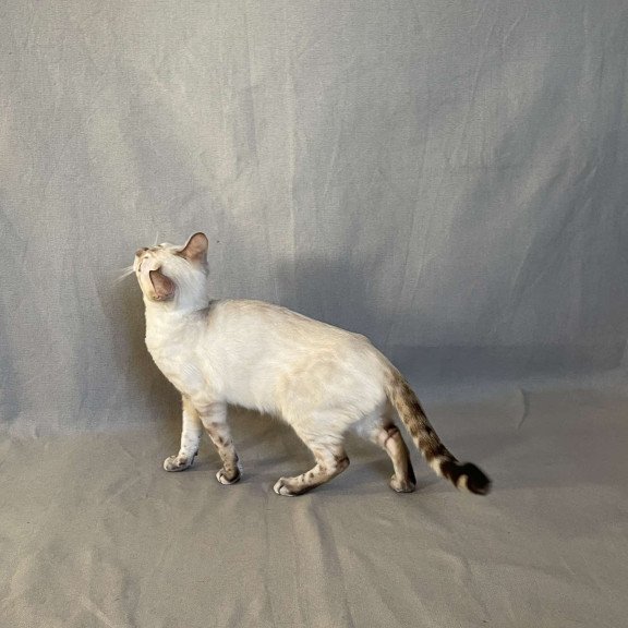 Bengal NOV Jelly