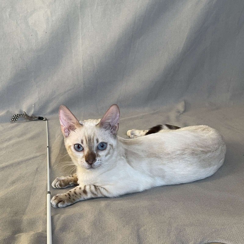 Bengal NOV Jelly