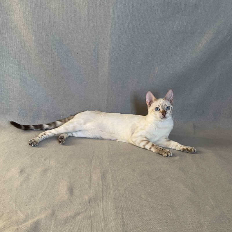 Bengal NOV Jelly