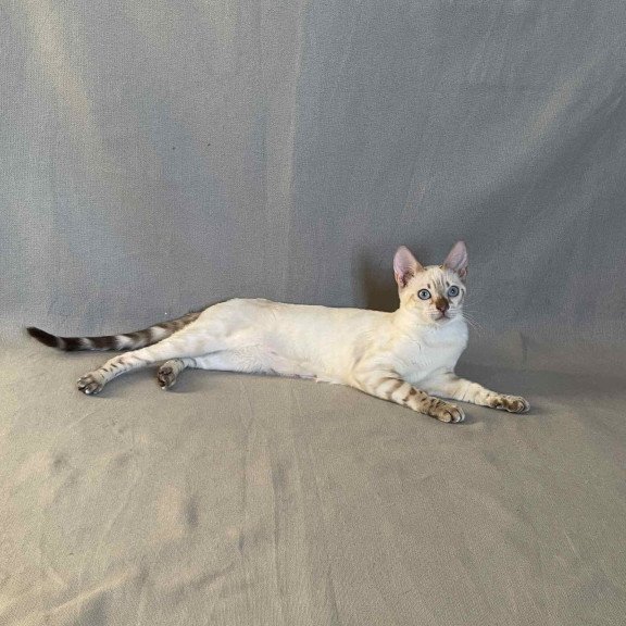 Bengal NOV Jelly