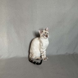 Bengal NOV Jinx