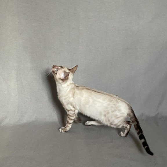 Bengal NOV Jinx