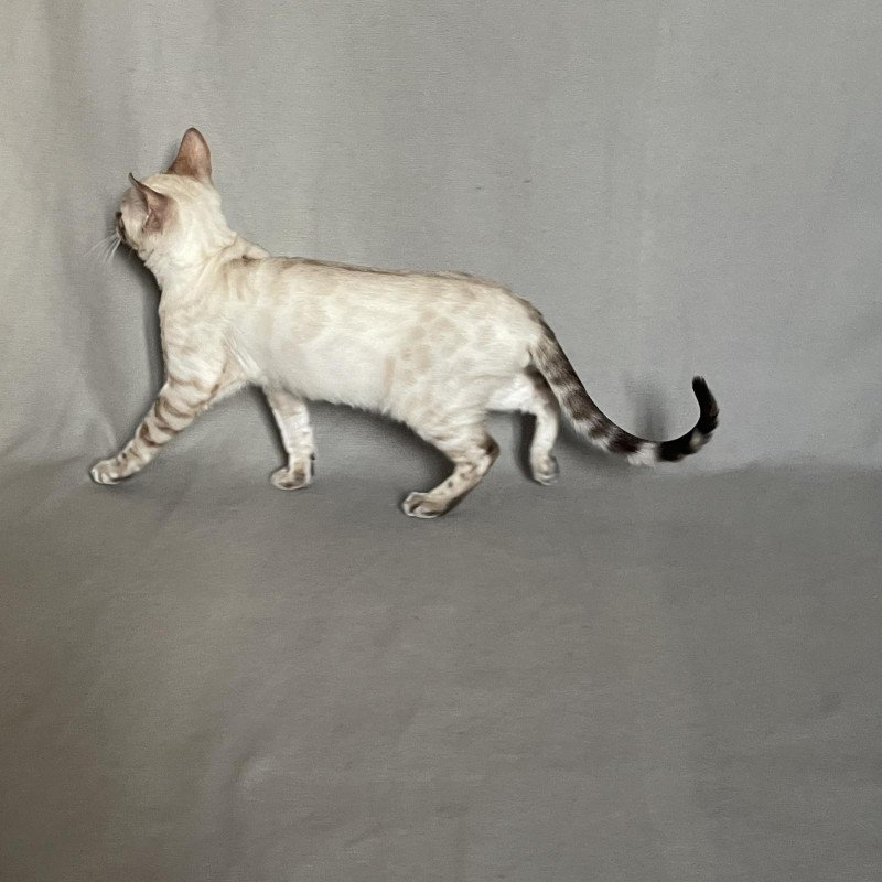 Bengal NOV Jinx