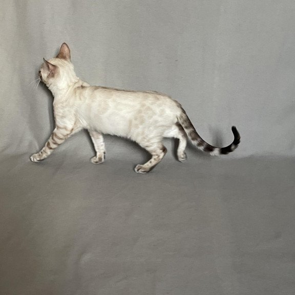 Bengal NOV Jinx