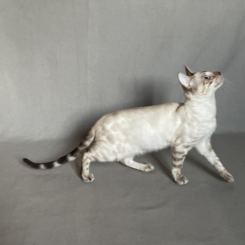 Bengal NOV Jinx