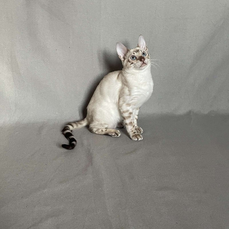 Bengal NOV Jinx