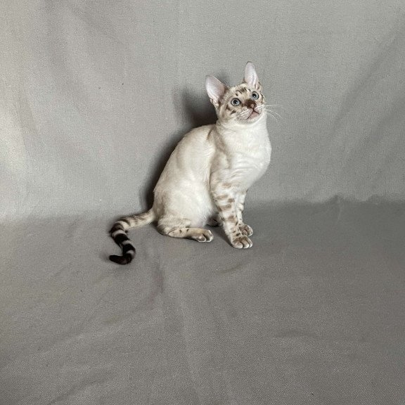 Bengal NOV Jinx