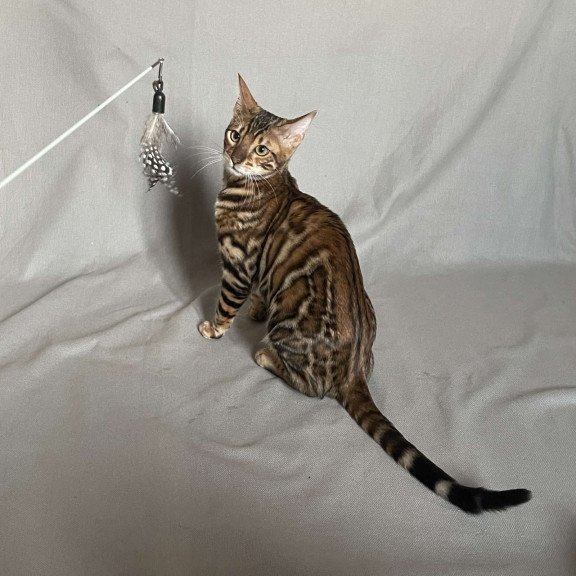 Bengal NOV Joker