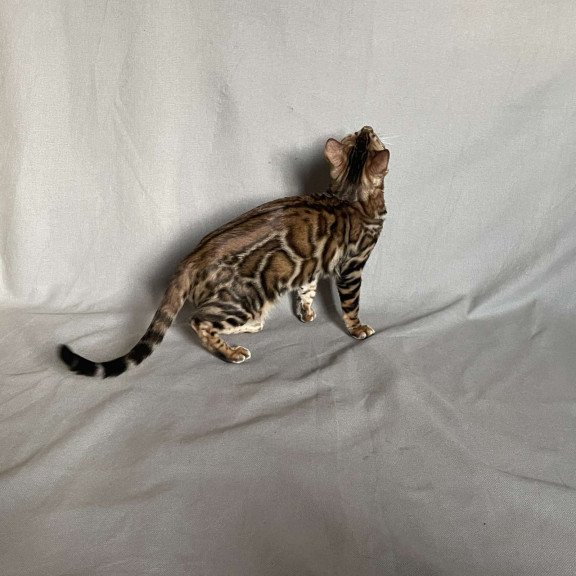 Bengal NOV Joker