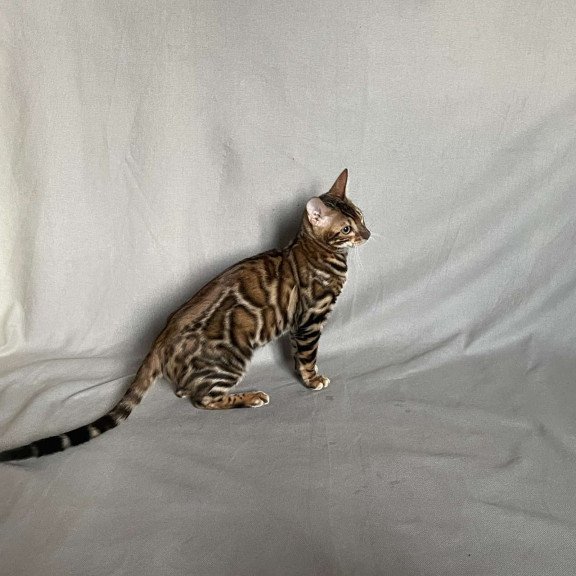 Bengal NOV Joker