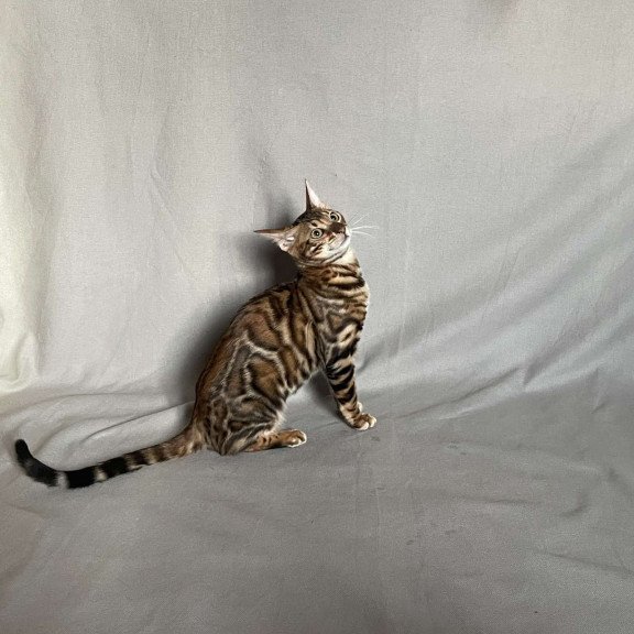 Bengal NOV Joker