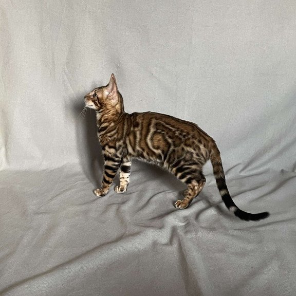 Bengal NOV Joker
