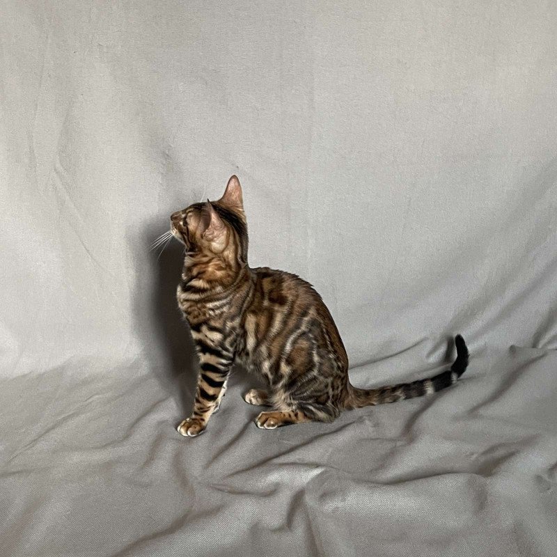 Bengal NOV Joker