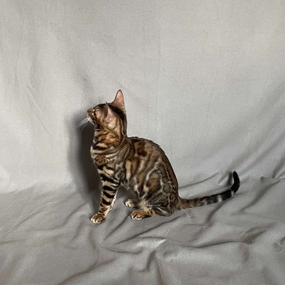 Bengal NOV Joker