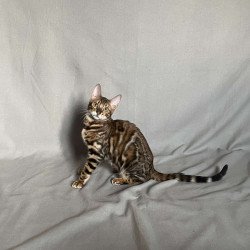 Bengal NOV Joker