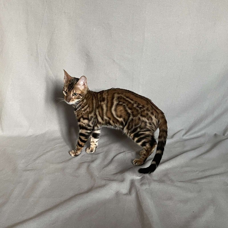 Bengal NOV Joker