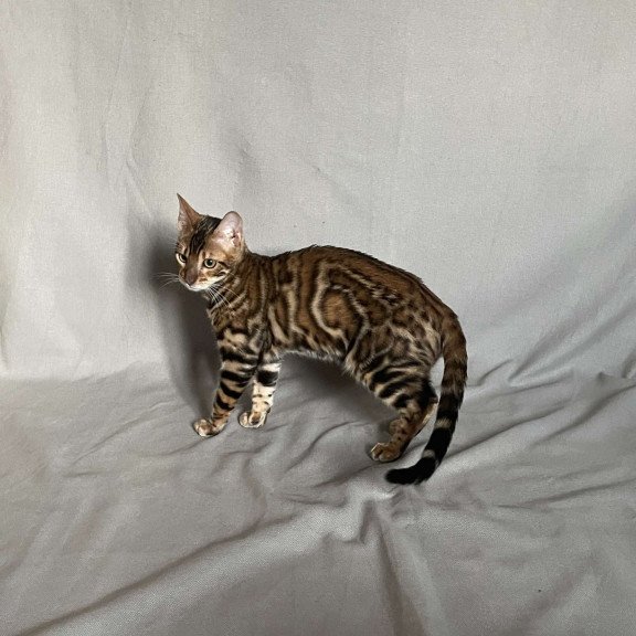 Bengal NOV Joker