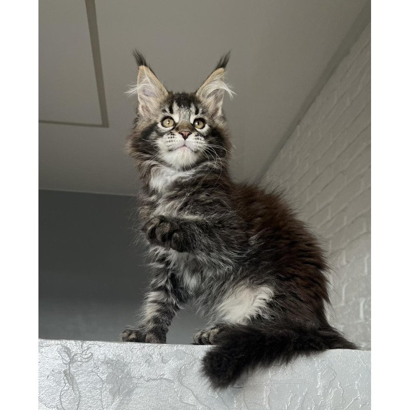 Maine Coon NOV Xena Polydactyl