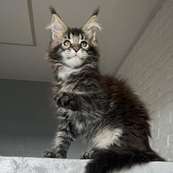 Maine Coon NOV Xena Polydactyl