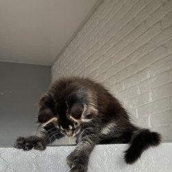 Maine Coon NOV Xena Polydactyl
