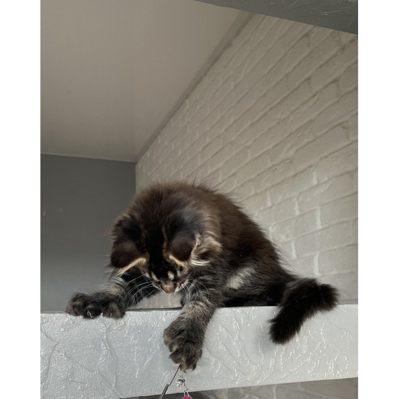 Maine Coon NOV Xena Polydactyl