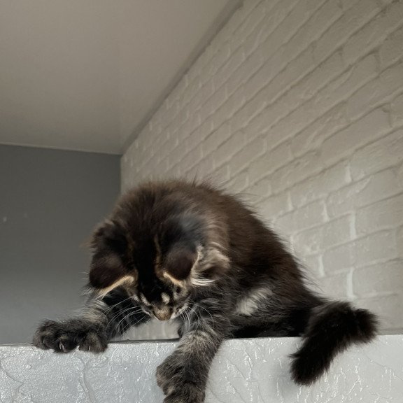 Maine Coon NOV Xena Polydactyl