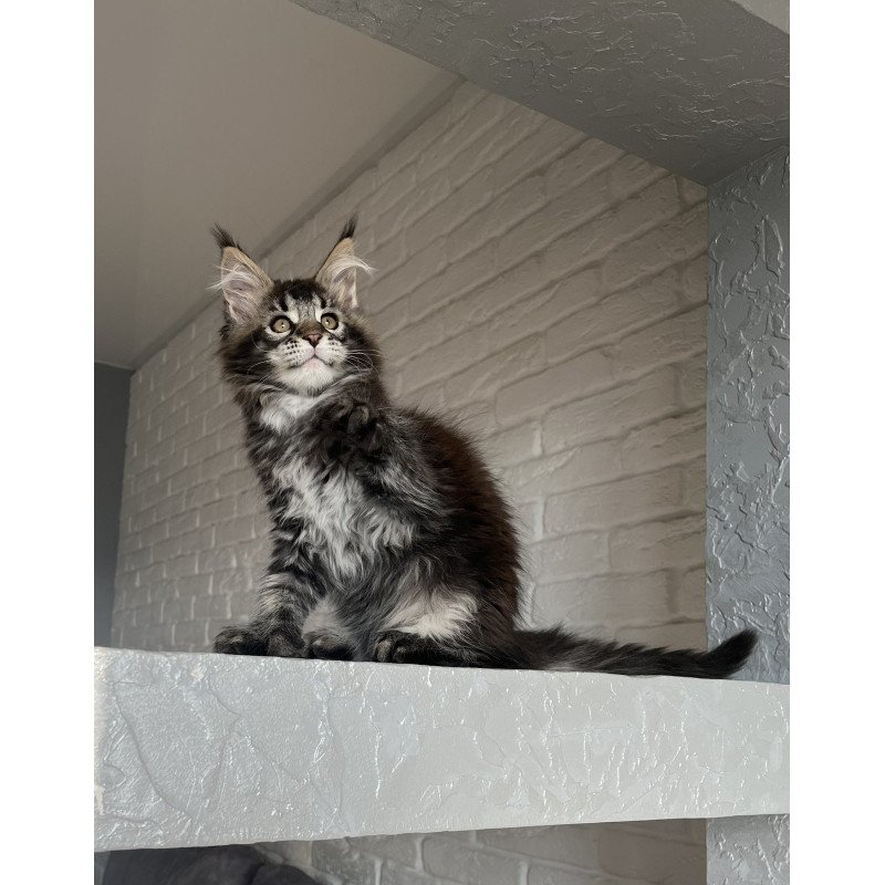 Maine Coon NOV Xena Polydactyl